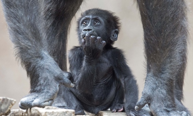 Cute animal of the day: baby gorilla Diara relaxes between the legs of its mother Kumili at the Zoo in Leipzig, Germany.