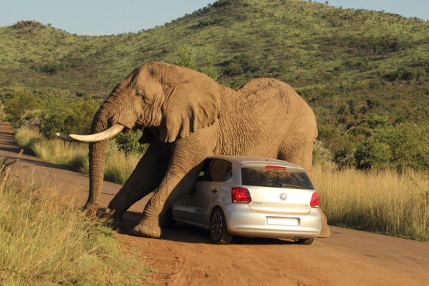 An elephant scratches an itch on a car in the Pilanesberg National Park, South Africa