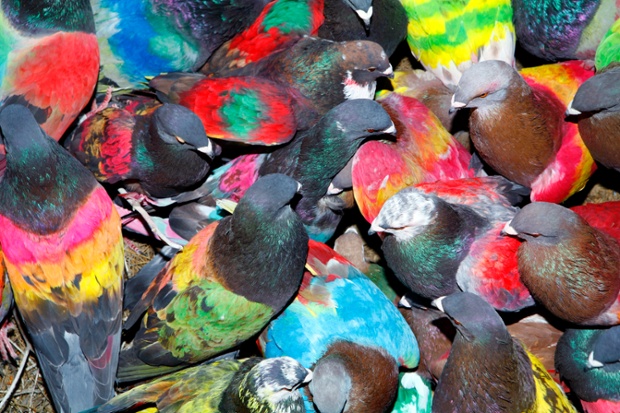 Photographer Ricardo Cases has put together a book about the Spaniards who paint their pigeons in Day-Glo colours