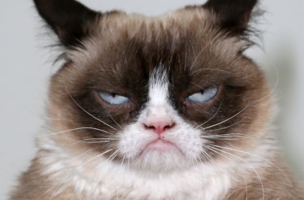 Grumpy Cat's new grumpy book - in pictures | World news | The Guardian