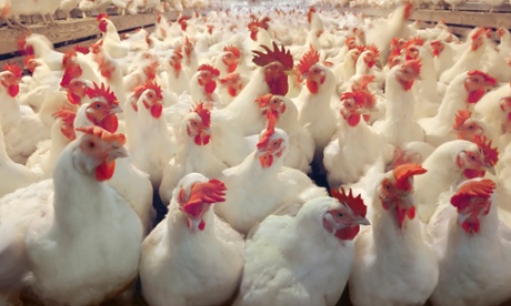 Chickens in a factory farm.