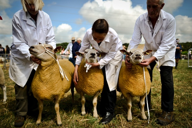 Sheep are handled by their owners before being inspected by the judge in the judging ring at the North Devon Show, near Barnstaple.
