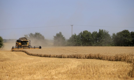 Harvesting winter wheat in Kent. 