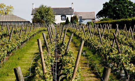 Llanerch Vineyard, Pendoylan Vale
Vineyard
Grapes
Grow
Growing
Wine
Produce
Vineyard
Food
Food