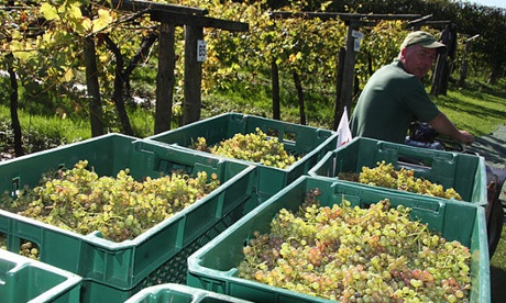Llanerch Vineyard