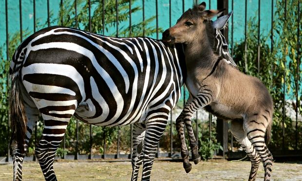 Zonkey images, Zonkey pictures gallery hd, Photos of Zonkey , Baby Zonkey pictures, Images of Zonkey 