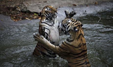 Bengal tigers play in water