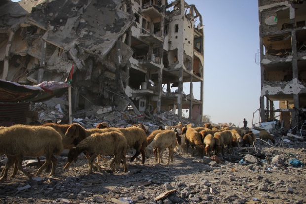 A Palestinian man takes advantage of the temporary ceasefire with Israel to move his sheep, walking them through the debris of destroyed buildings in the town of Beit Lahiya, Gaza.