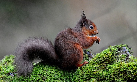 A red squirrel