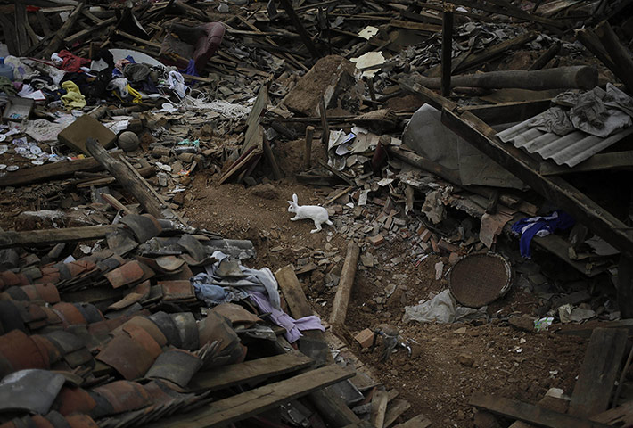 20 Photographs: A rabbit amid the rubble after a massive earthquake in Longtoushan, China