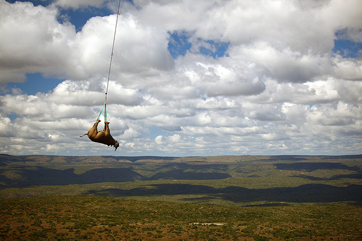 20 Photographs: Rhino Gets Airlifted By Helicopter To New Enclosure In South Africa
