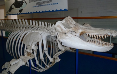 Old Tom killer whale skeleton, Eden