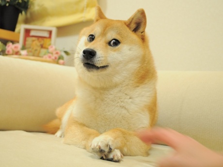 The original Doge photo by Atsuko Sato