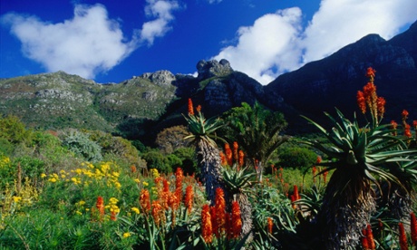 Flowers in the Kirstenbosch Botanic Gardens below Table Mountain.