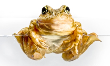 frog