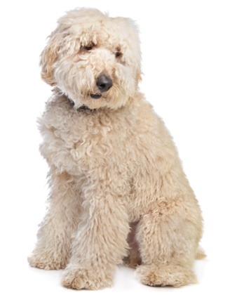labradoodle