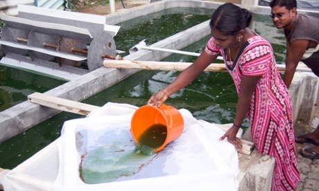 A spirulina production site