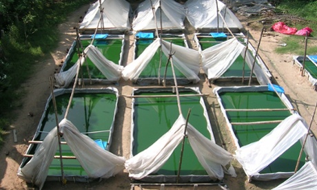 A spirulina production site