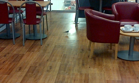 The Great Yarmouth Tesco's little trotty wagtail in the cafe.