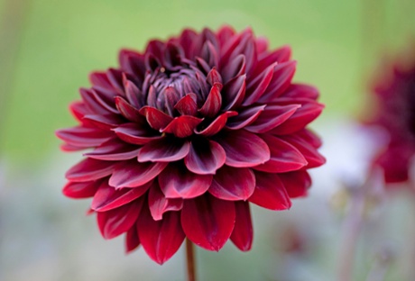 Dahlia cultivar Karma Choc