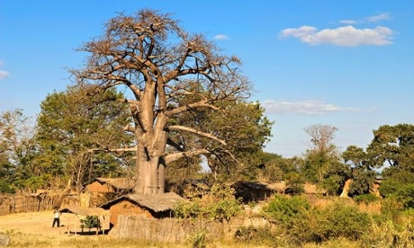 MDG Baobab trees