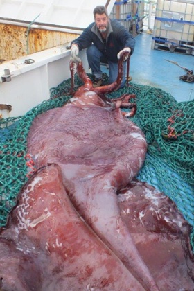 John Bennett with the squid lying on the deck of the San Aspring fishing boat in Antarctica's remote Ross Sea