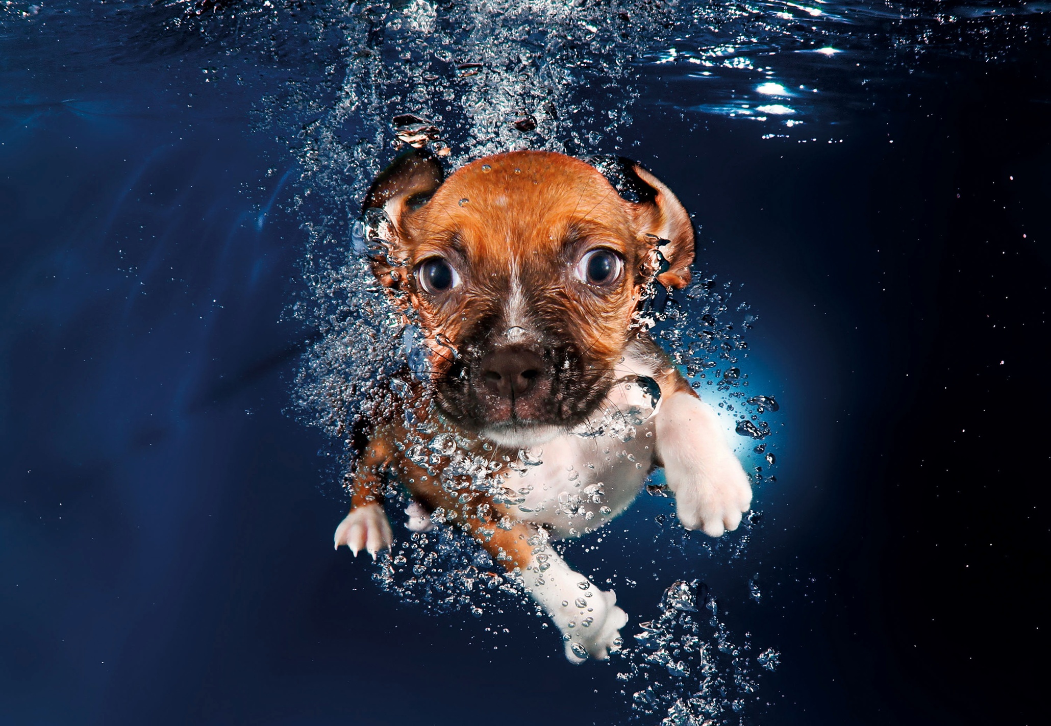 underwater dog photography