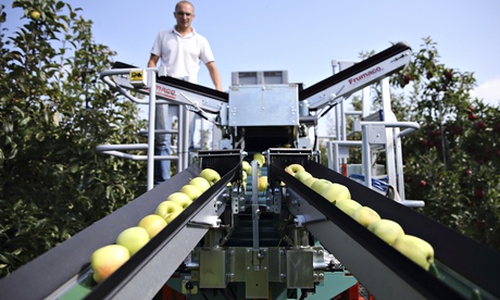 A farm worker harvests apples at the Verger d'Epinoy near Cambrai, France.
