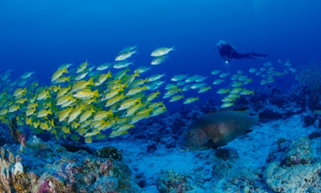 Diving in the Seychelles