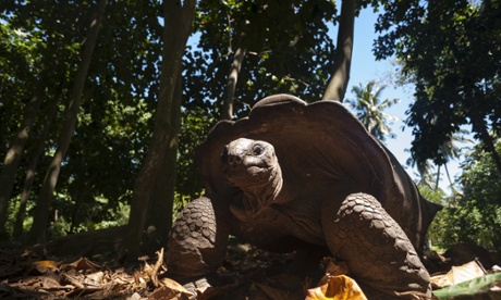 The Aldabra giant tortoise