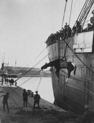 One of the millions of horses used during the course of the war is winched ashore at Thessaloniki, Greece.