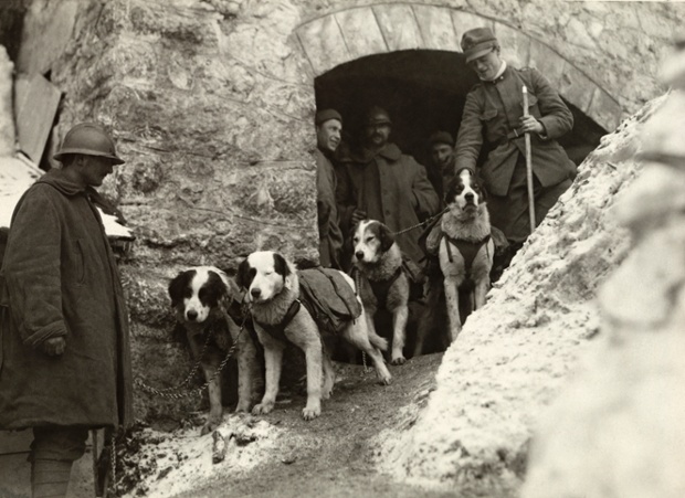 Italian soldiers with their rescue dogs.-