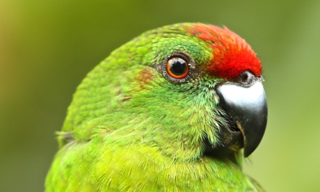 Norfolk Island green parrot