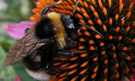 Bumblebee on a flower