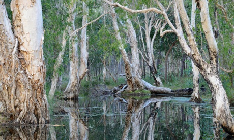 Paperbarks line a creek in Olkola country