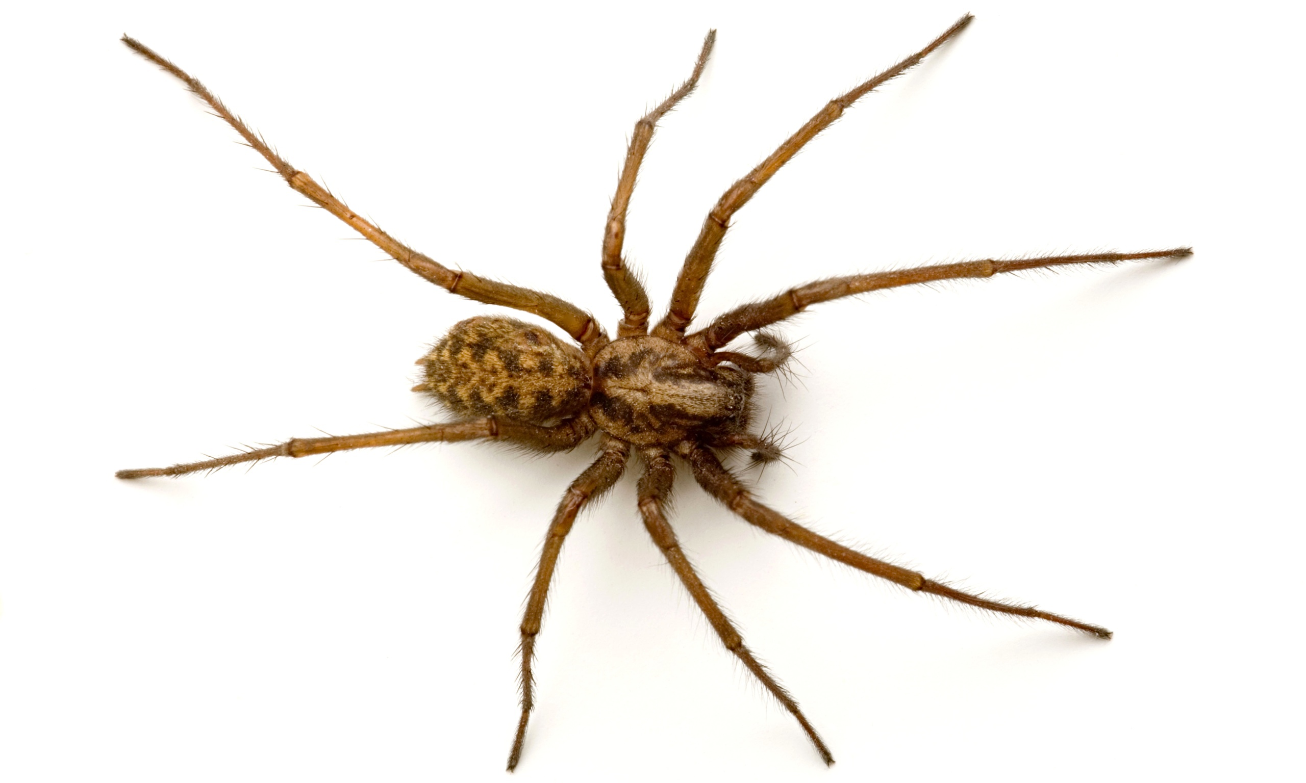 house spider