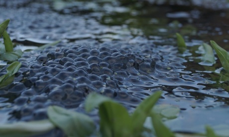 Frogspawn in the pond: The ice finally melted away and the frogs could safely start the next cycle of creation.