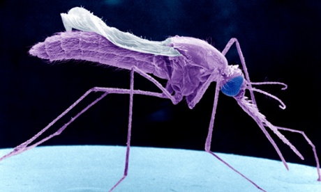 Mosquitoes transmit malaria