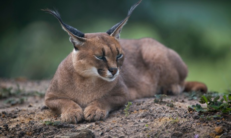 Desert lynx