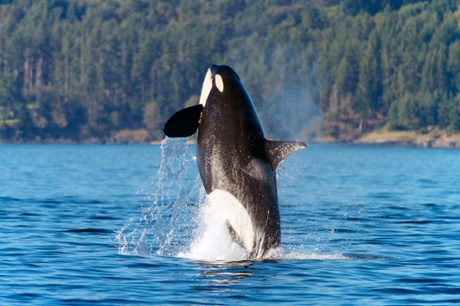 An orca in San Juan Islands.
