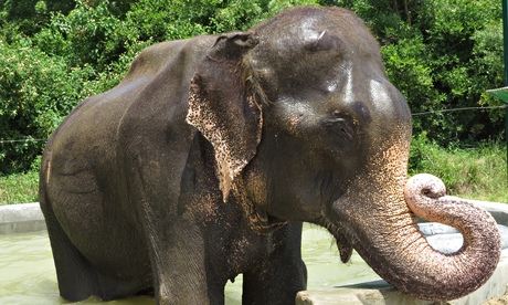 Raju the elephant