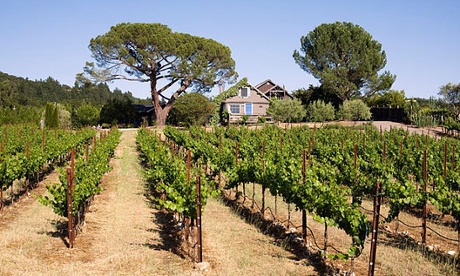 California vineyards in Sonoma Valley