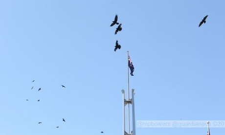 Crows by Mike Bowers.