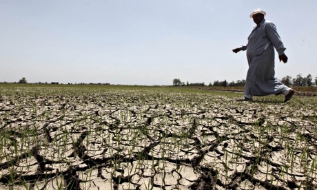 An Egyptian farmer walks past his crops damaged by drought in a farm formerly irrigated by the Nile