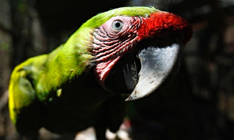 MDG Great green macaw