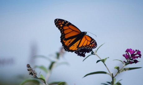 A male monarch butterfly in New York City on 28 Septmeber 2014