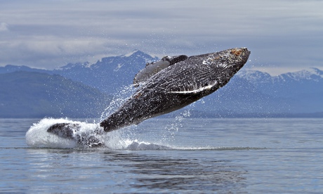 Close Encounter With Breaching Humpback Whales