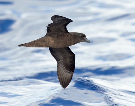 Adult Mascarene petrel, (Pseudobulweria aterrima). This species is critically endangered.