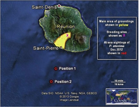 Study area: at-sea GPS positions where Mascarene Petrels, Pseudobulweria aterrima, were recorded by us (red). 
