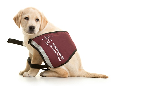 Puppy for hearing trust